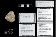 Foto (Objekt + Etikett) von Pithonoton sp.  (NHMW-GEO-2014-0194-0934b)